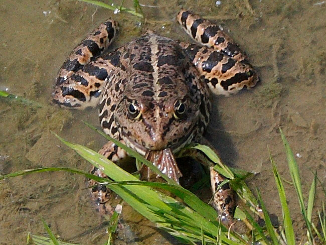 Rana mangia rana (Pelophylax sp., prov. Cuneo)